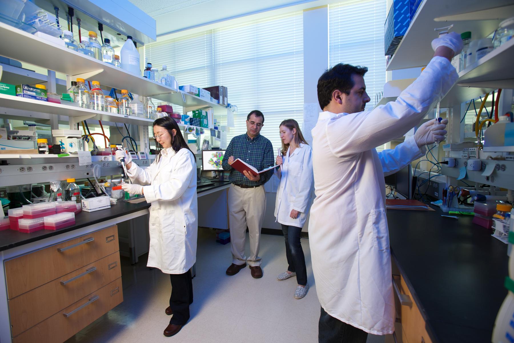 lab